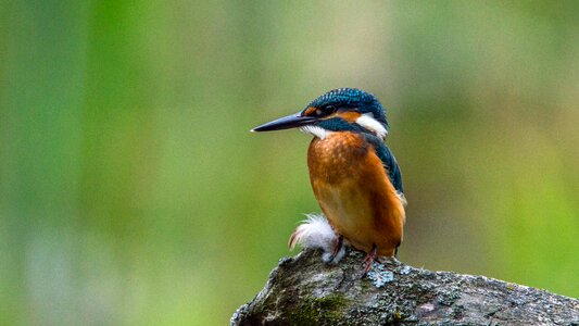 Small alcedo atthis branch