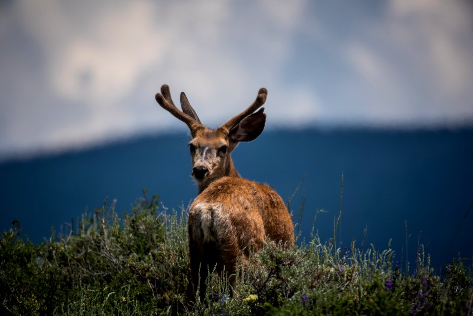 shallow focus photography of deer and plants