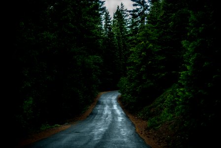 landscape photography of road between trees photo