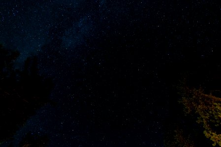 green tree under blue starry sky at night