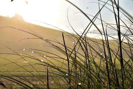 Green nature blade of grass photo