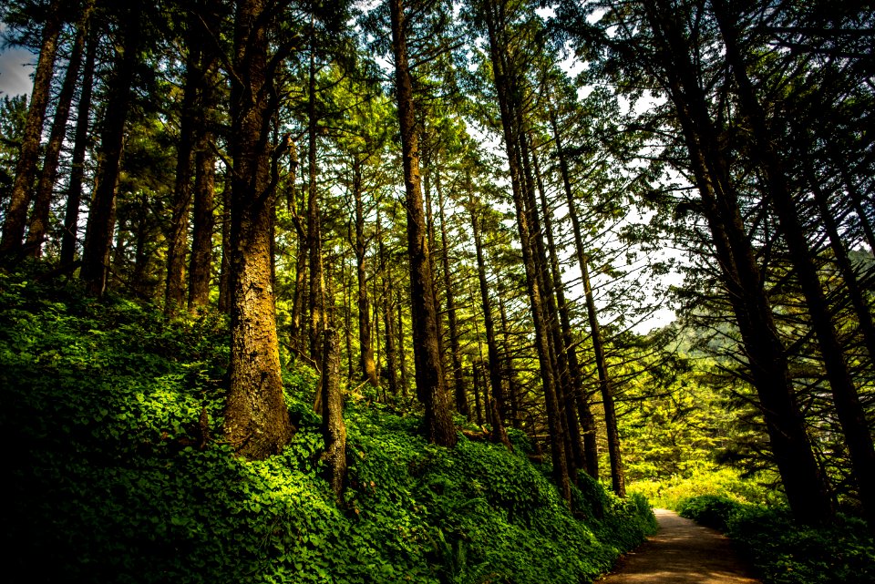 forest