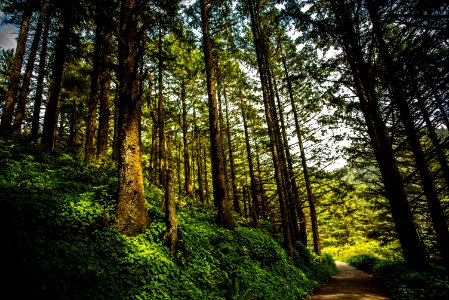 forest