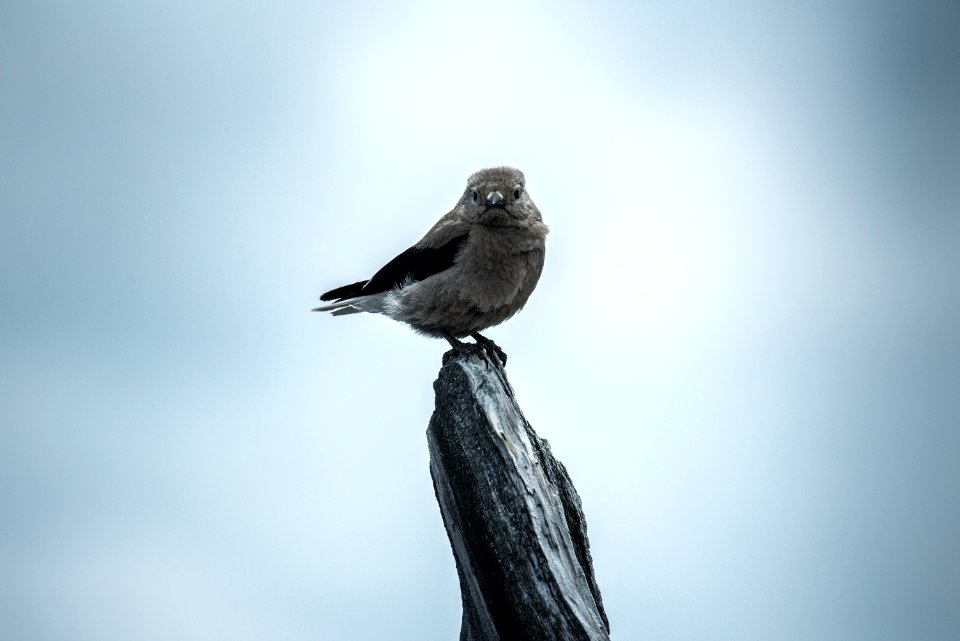 selective focus photography gray bird on branch of tree