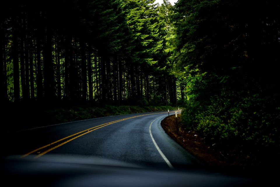 asphalt road surrounded green trees field
