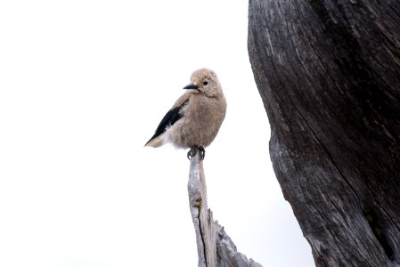 gray bird standing on edge of drift wood photo