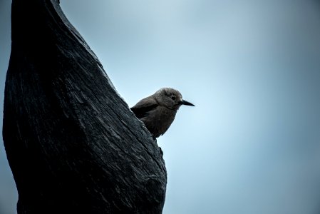 brown bird perched on tree photo