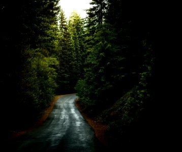 asphalt road surrounded by green leafed trees photo