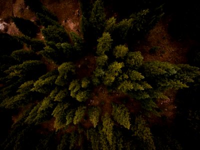 aerial photo of green trees