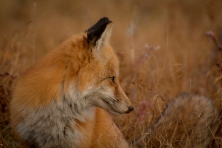 closeup photography of red fox sitting on ground surrounded by grass photo