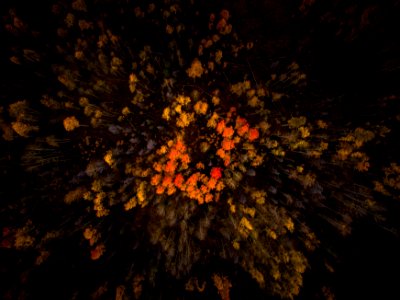 aerial photo of forest