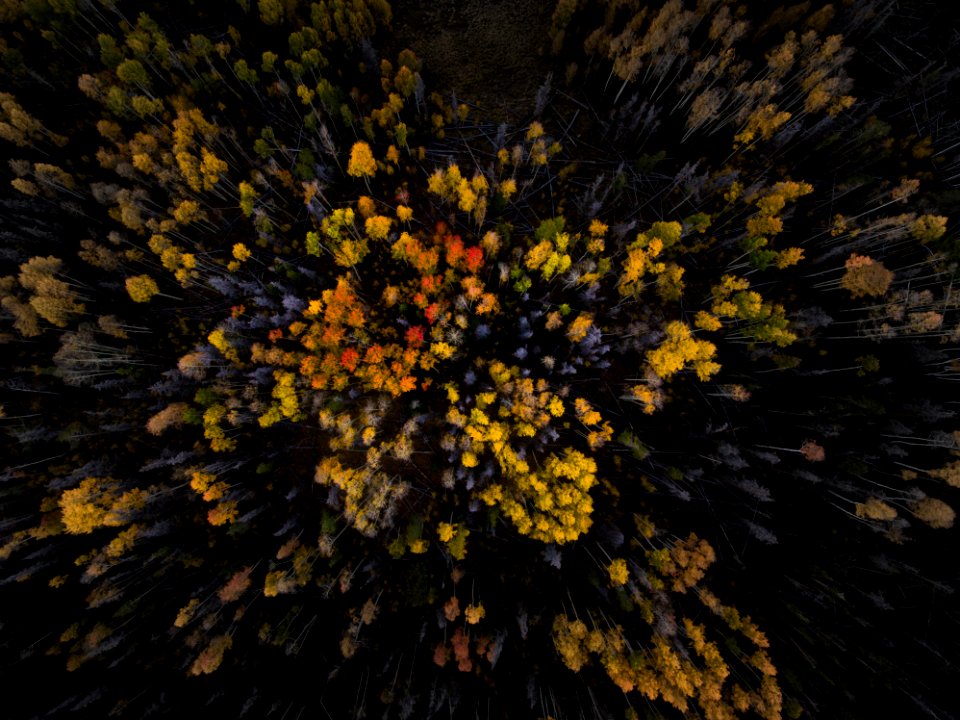 aerial photography of assorted-color flowers
