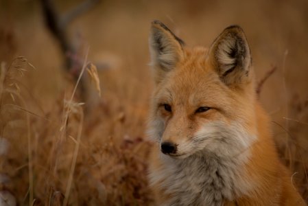 orange fox on grass field photo