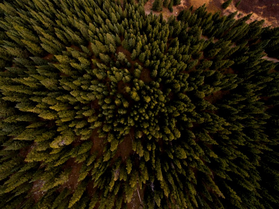 aerial view of pine trees
