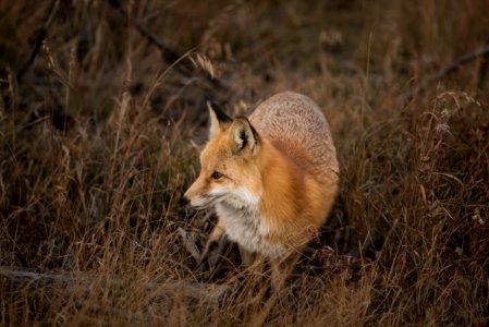 brown fox on grass field photo