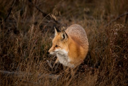 brown fox on grass field