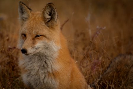 selective photo of fox photo