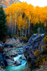 forest near body of water under blue sky