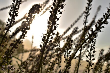 Sun summer nature