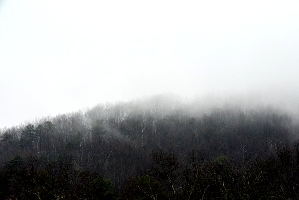 snow-covered trees