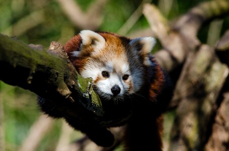 Pet red panda tree photo