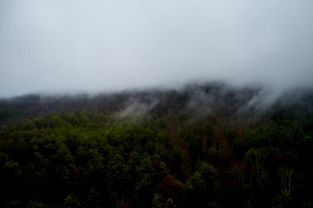 green trees under white fogs during daytime photo