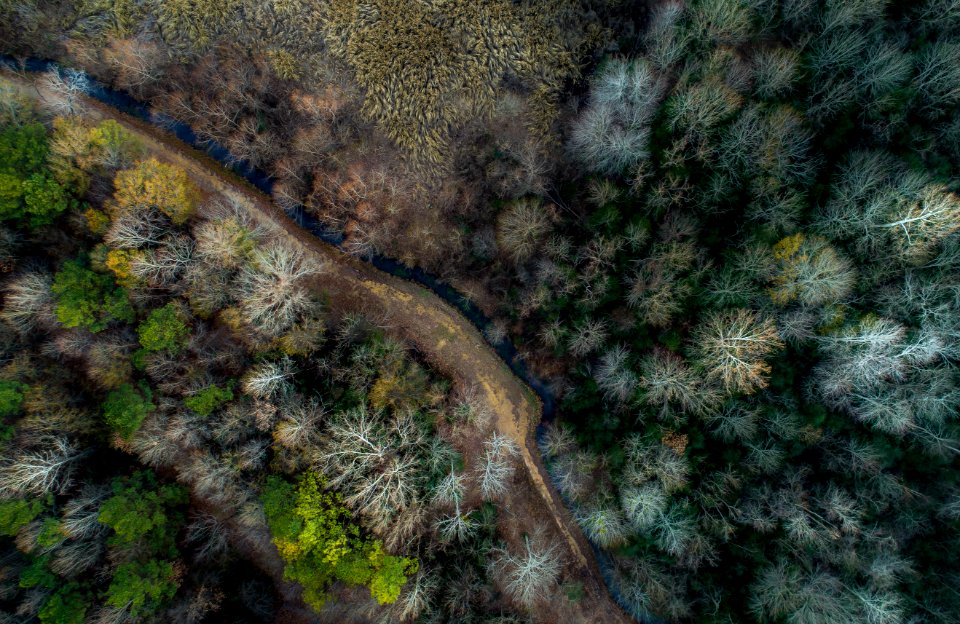 aerial photography of forest