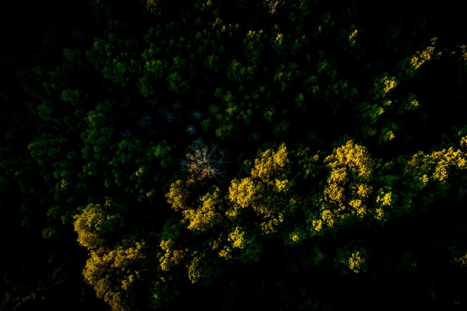 high angle photo of green trees