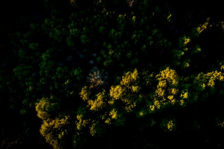 high angle photo of green trees