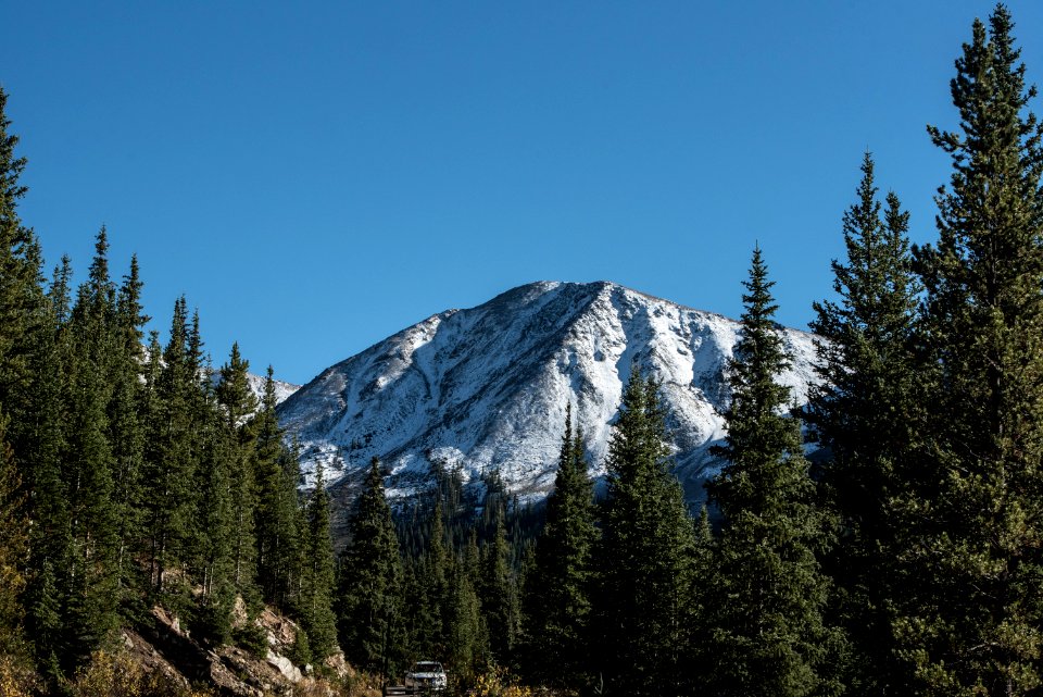 trees in front of glacier mountain