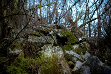 rocks with moss near bare trees