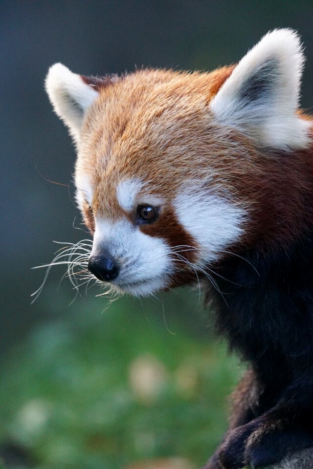 Animal world close up ailurus fulgens