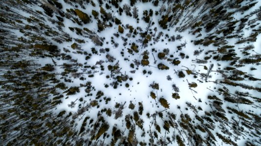 aerial view photography of pine trees on snow field