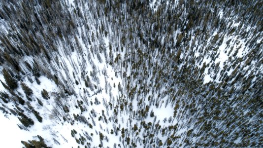 trees covered with snow photo