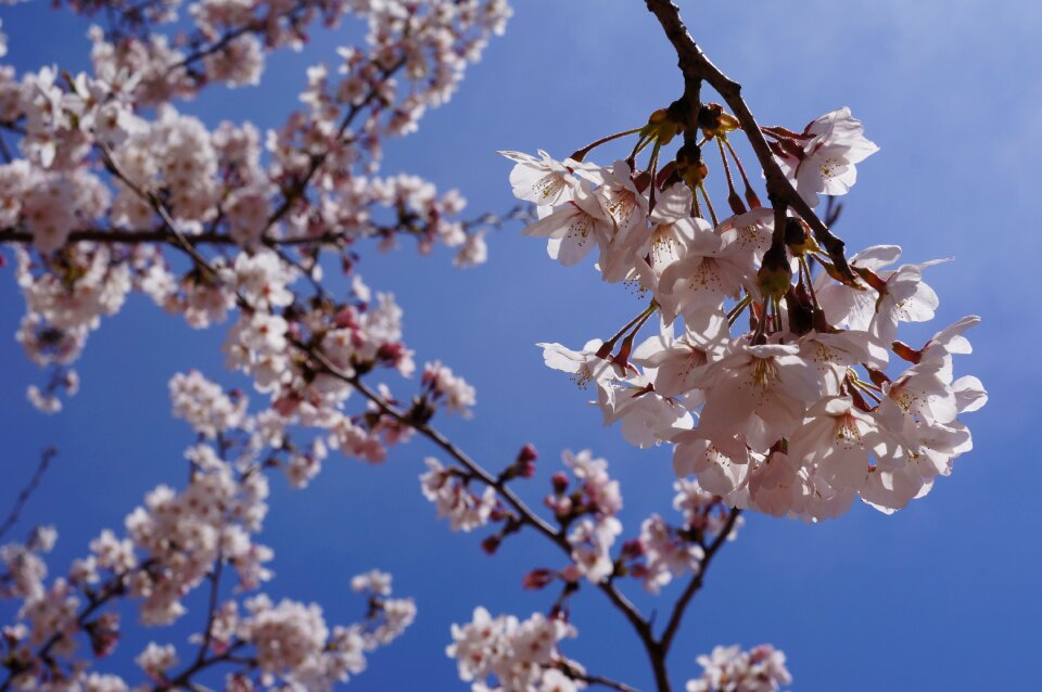 Spring cherry blossom flowers