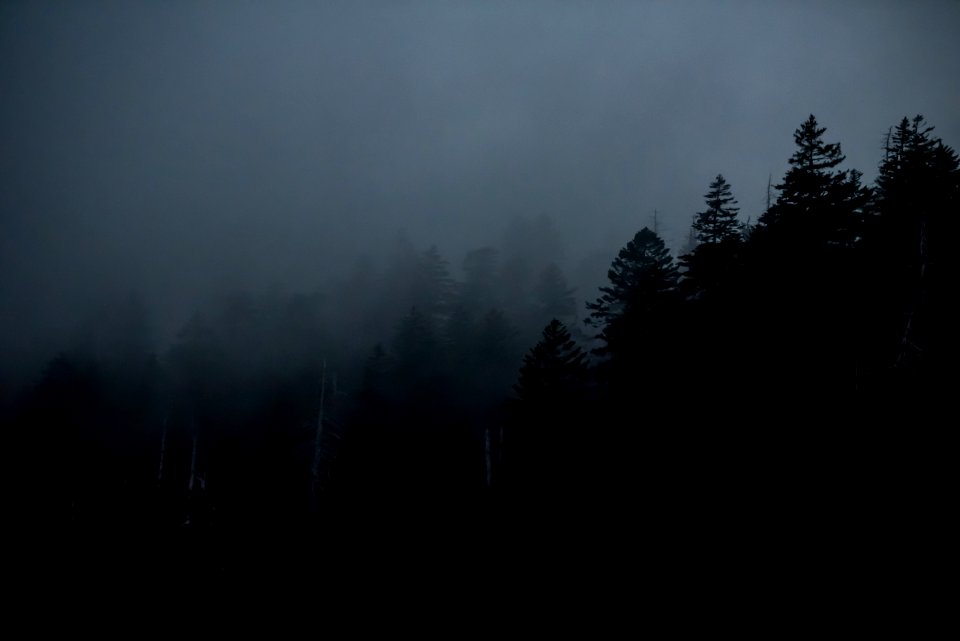 silhouette of trees during nighttime