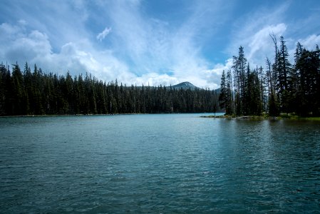 pine trees beside calm body of water photo
