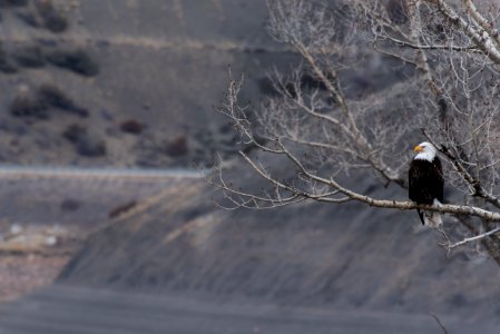 shallow focus photography of bald eagle resting on tree branch photo