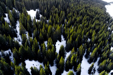 aerial view of forest during day time photo