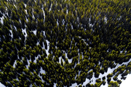 aerial photography of trees in winter at daytime photo