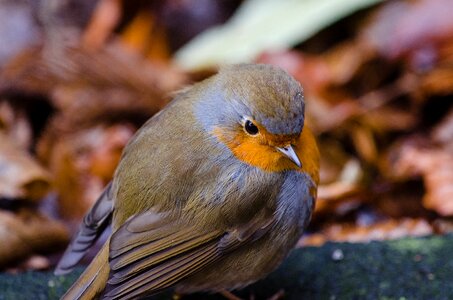 Bird blur close-up