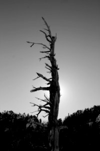 Wilderness, Tree