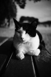 Black white, Cat photo