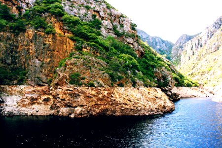 Hermanus, South africa, Forest