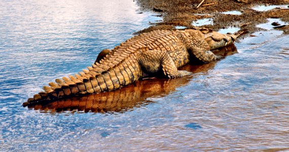 Kruger national park, South africa, Exploring photo