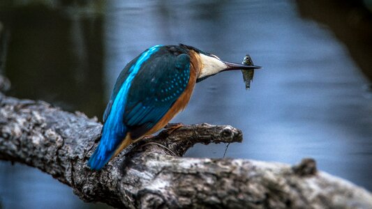 Alcedo atthis hunter wild photo