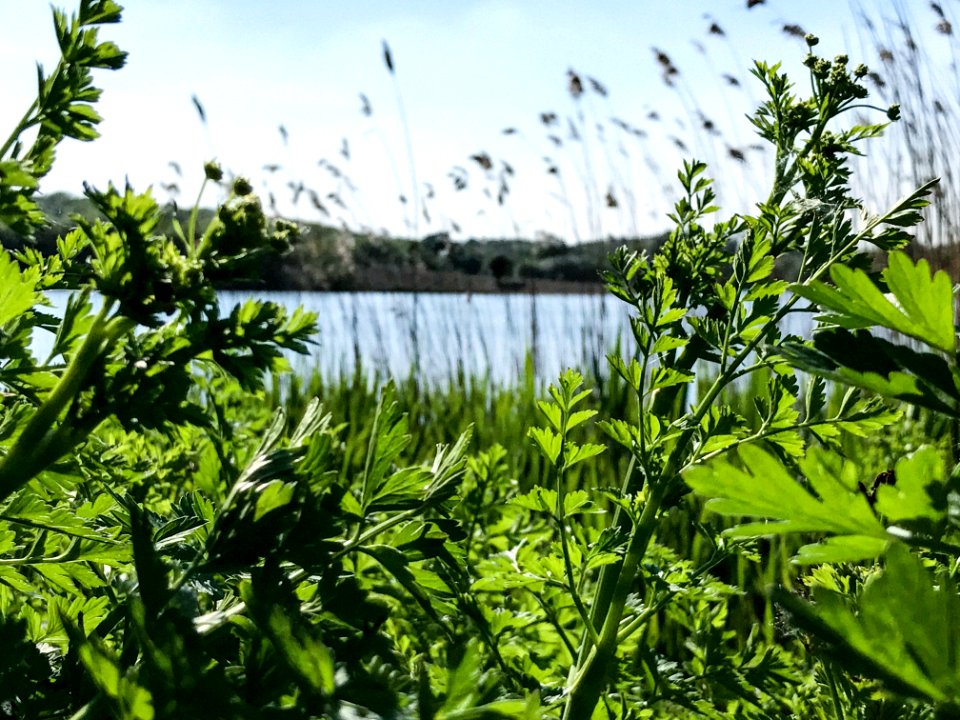 Plants, Close up, See through