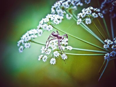 Addis ababa, Ethiopia, Spider photo