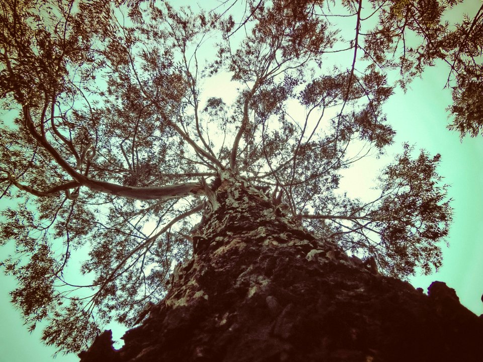 Addis ababa, Ethiopia, Tree