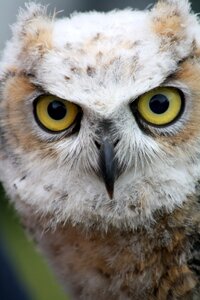 Nature portrait close up